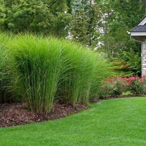 Miskant chiński Gracillimus 1 szt. doniczka P9 ozdobna trawa 0,5 l