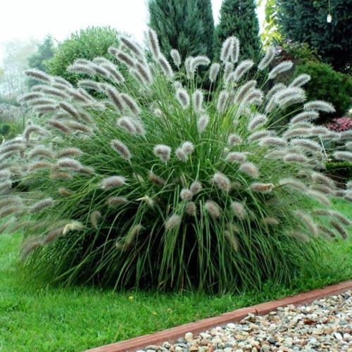 Pennisetum Rozplenica trawa Lady U 1 szt. P9