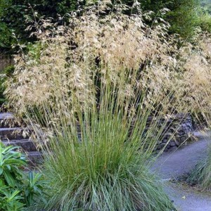 Ostnica olbrzymia Stipa gigantea P9 1 szt.