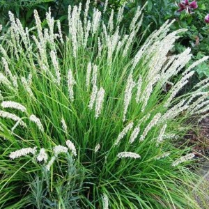 Sesleria jesienna Sesleria autumnalis  P9 1 szt. doniczka P9