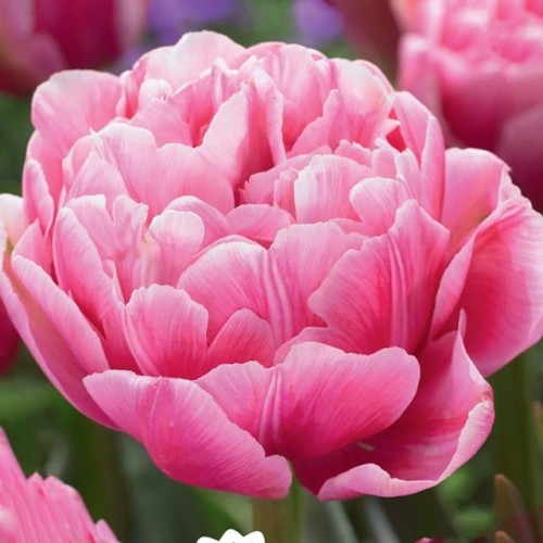 Tulipan pełny Aveyron 5 szt.