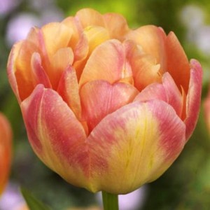 Tulipan pełny Creme Upstar 5 szt.