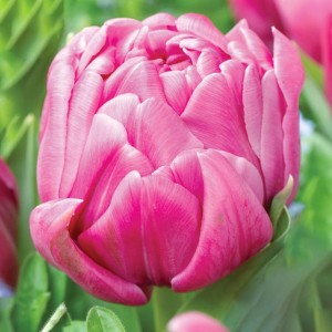 Tulipan pełny Double You 5 szt.
