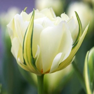 Tulipan pełny White Valley 5 szt.