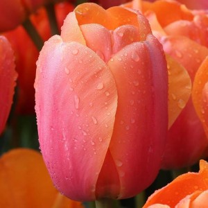 Tulipan Darwina Apricot Impression 5 szt.