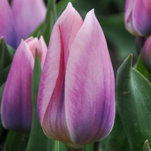 Tulipan Darwina Light and Dreamy 5 szt.