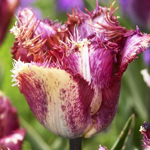 Tulipan strzępiasty Colour Fusion 5 szt.