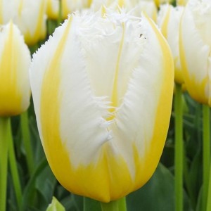 Tulipan strzępiasty Lemon Beauty 5 szt.