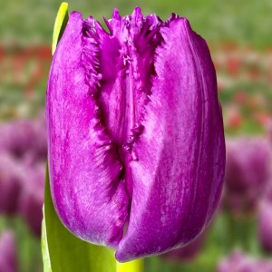 Tulipan strzępiasty San Clemente 5 szt.