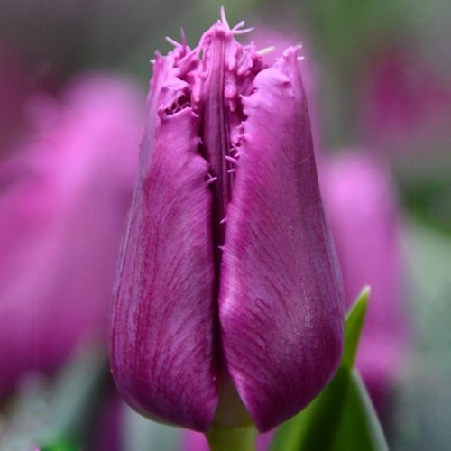 Tulipan strzępiasty San Luiz 5 szt.