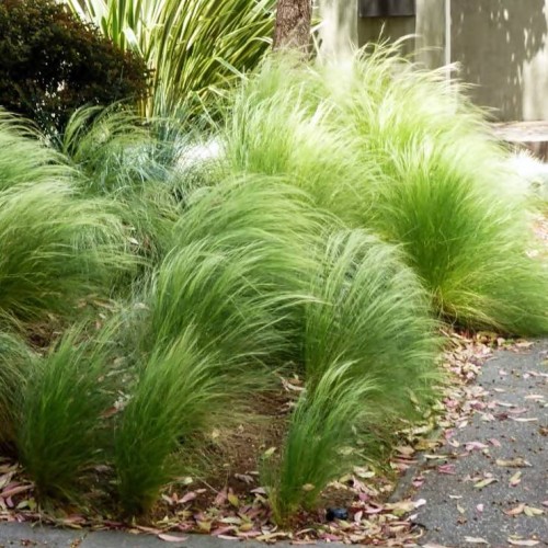 Ostnica mocna Stipa Pony Tails 1 szt. P9