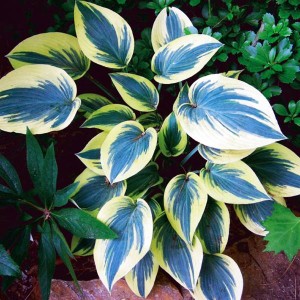 Hosta Funkia Mini Frost - Mysie Uszka 1 szt.
