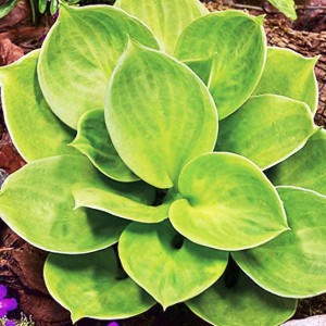 Hosta Funkia Monster Ears - Mysie Uszka 1 szt.