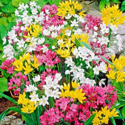 Allium Czosnek ozdobny mieszanka mix 100 szt.
