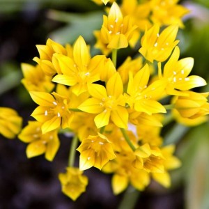 Allium moly Czosnek złocisty 10 szt.