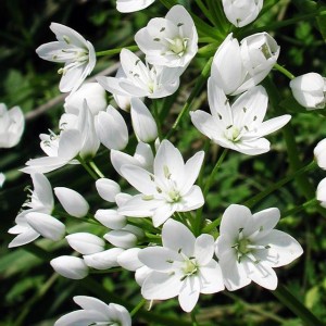 Allium neapolitanum Czosnek neapolitański 10 szt.