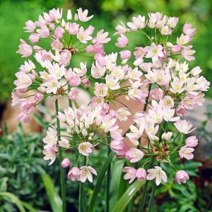 Allium roseum Czosnek różowy 10 szt.