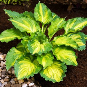 Hosta Funkia Lakeside Paisley Print 1 szt.
