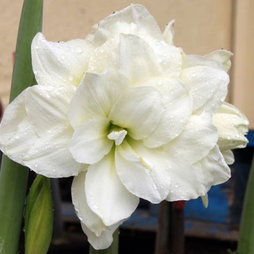 Hippeastrum Amarylis Zwartnica Jewel 1 szt.