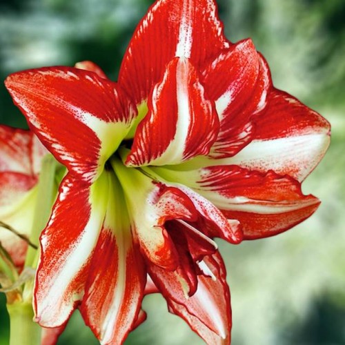 Hippeastrum Amarylis Zwartnica Pasadena 1 szt.