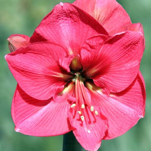 Hippeastrum Amarylis Zwartnica Susan 1 szt.