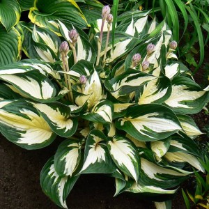 Hosta Funkia Fire And Ice 1 szt.