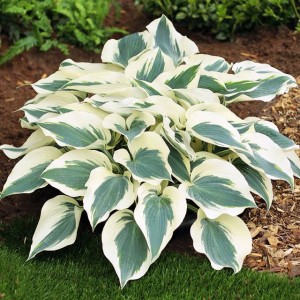 Hosta Funkia Firn Line 1 szt.