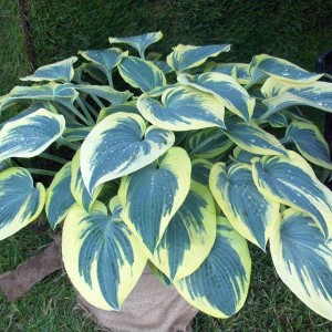 Hosta Funkia First Frost 1 szt.