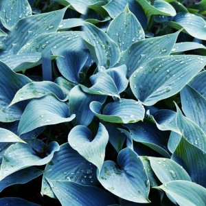 Hosta Funkia Halcyon 1 szt.