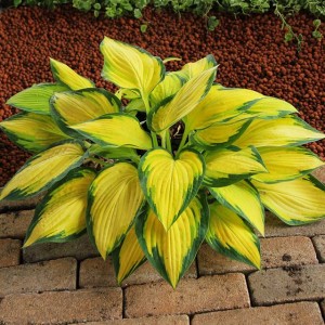 Hosta Funkia Orange Marmalade 1 szt.