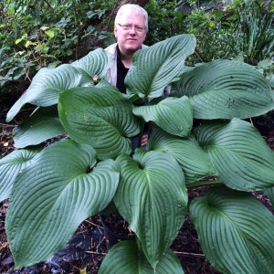 Hosta Funkia T-Rex 1 szt. - Olbrzymia -