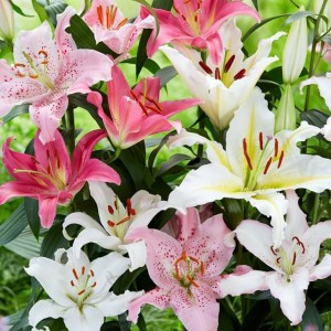 Lilia orientalna mieszanka mix 5 szt.