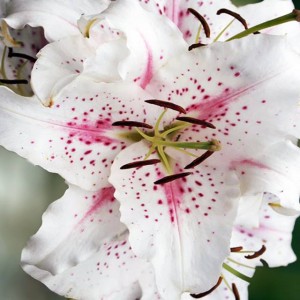 Lilia orientalna Muscadet 1 szt.