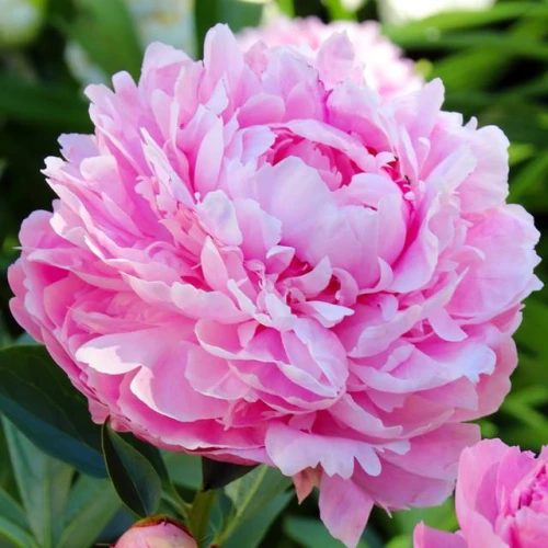Paeonia Piwonia chińska Sarah Bernhardt 1 szt.