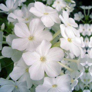 Phlox Flox Płomyk wiechowaty biały 1 szt.