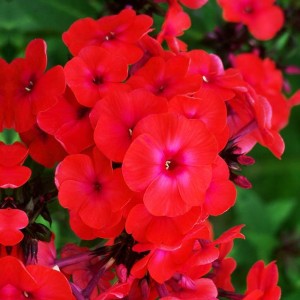 Phlox Flox Płomyk wiechowaty czerwony 1 szt.
