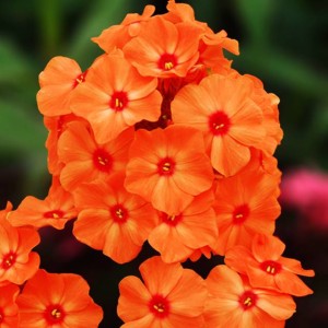 Phlox Flox Płomyk wiechowaty pomarańczowy 1 szt.