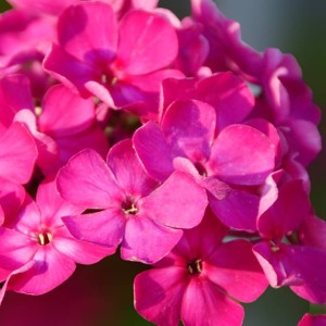 Phlox Flox Płomyk wiechowaty różowy 1 szt.