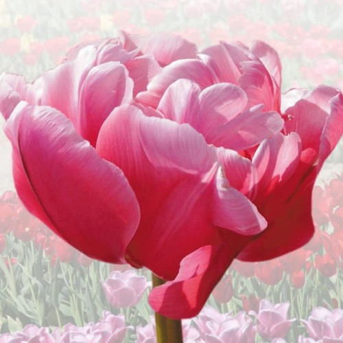 Tulipan elitarny Irena Szewińska 5 szt.