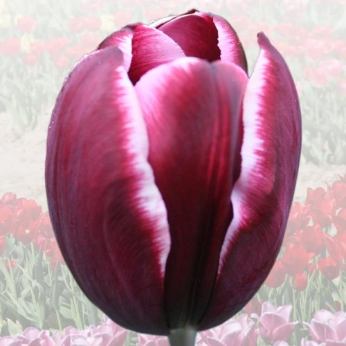 Tulipan elitarny Marian Woronin 5 szt.