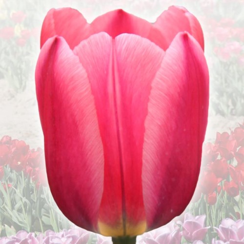 Tulipan elitarny Aleksander Kwaśniewski 5 szt.