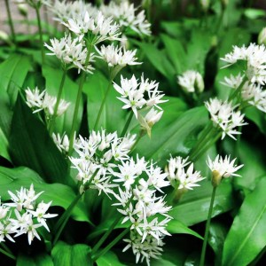 Allium Ursinum Czosnek niedźwiedzi 5 szt.