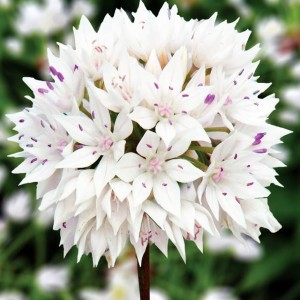 Allium Czosnek Graceful 3 szt.