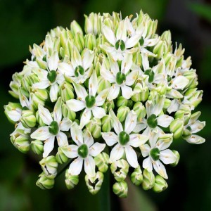 Allium Nigrum Czosnek czarny 3 szt.
