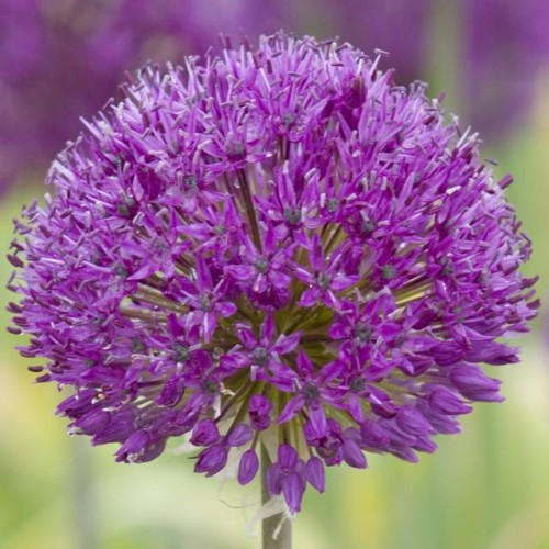 Allium Czosnek Purple Sensation 3 szt. 10/12