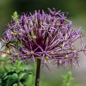 Allium Christophii Czosnek Krzysztofa 3 szt.