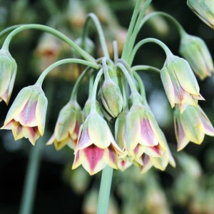 Allium Siculum Czosnek sztyletowaty 3 szt.