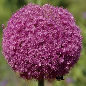 Allium Czosnek Lucy Ball 1 szt.