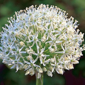 Allium Czosnek polski Mount Everest 1 szt. 20/22