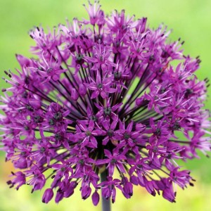 Allium Czosnek Mars 1 szt.